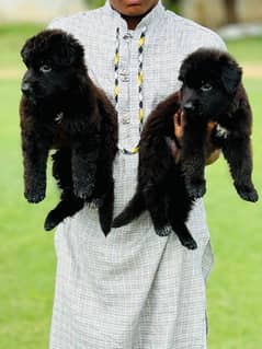 black German shepherd puppy full long cort