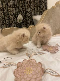 Tripple Coated Persian Kittens (pair)