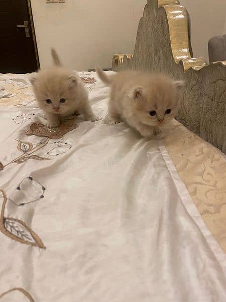 Persian Cats 1