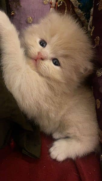 Persian Cats 5