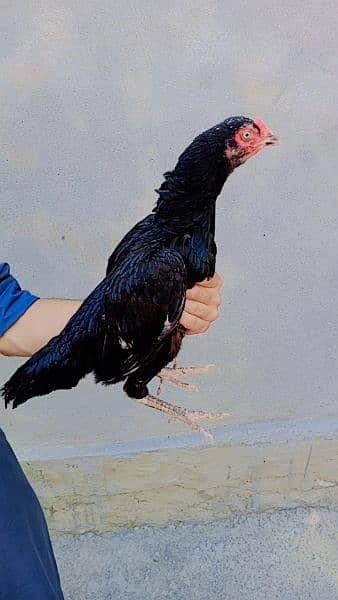 Aseel mainwali hen for sale 2