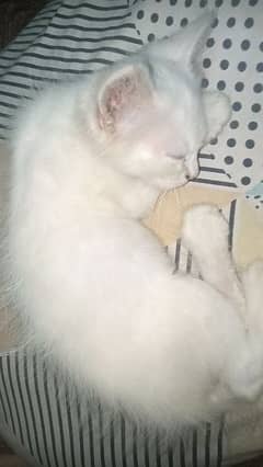 Persian white kitti