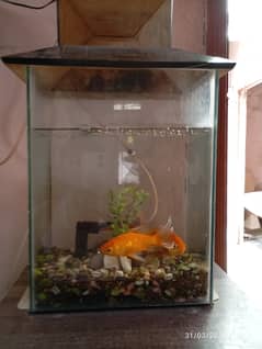 Aquarium for Sale with Fish