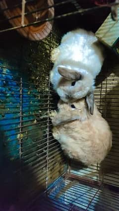Holland Rabbits pair