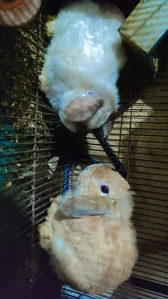 Holland Rabbits pair 6