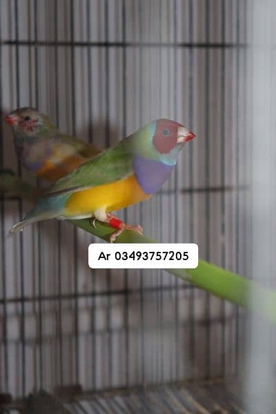 Blue Gouldian Finch 4