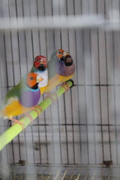 Blue Gouldian Finch 6