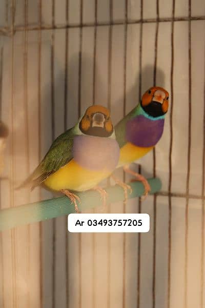 Blue Gouldian Finch 9