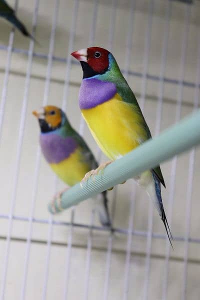 Blue Gouldian Finch 11