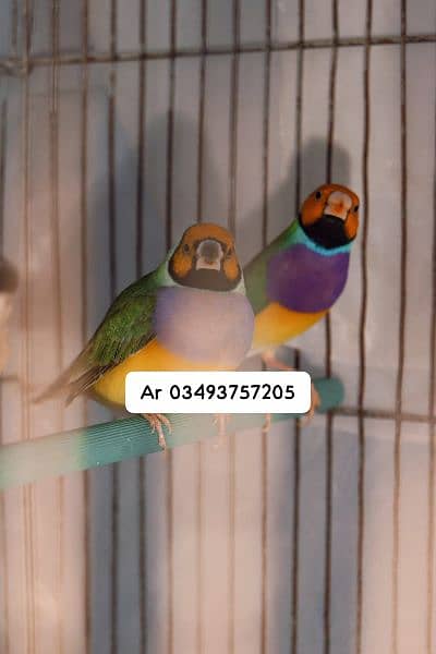 Blue Gouldian Finch 14