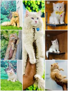 Persian hamalian british punch face piki face cat's and kitten's