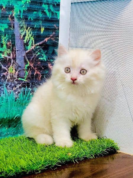 punch face triple Cote kitten cat male feamle 19