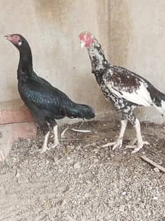 Aseel pair & Chicks