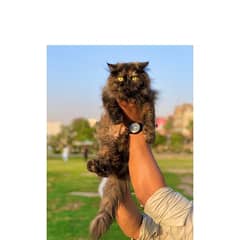 Persian hamalian british punch face piki face cat's and kitten's 0