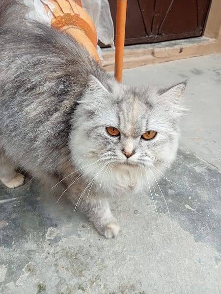 Persian cat Female 0