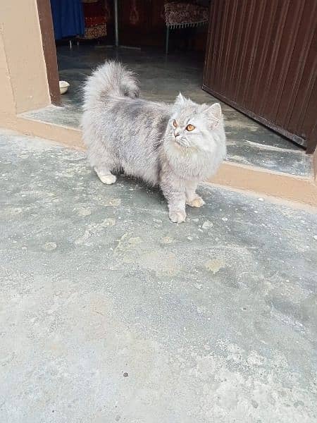 Persian cat Female 1