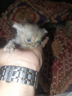 Persian kittens for sale Age 1 month