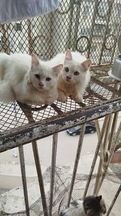 persian cats for sell