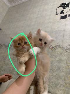 Persian triple coate kittens and 1 adult cat