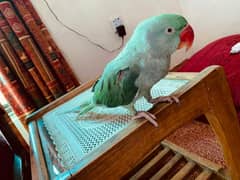 Raw parrot female hand tamed talking