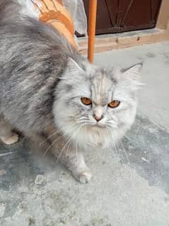 Persian cat female double coated
