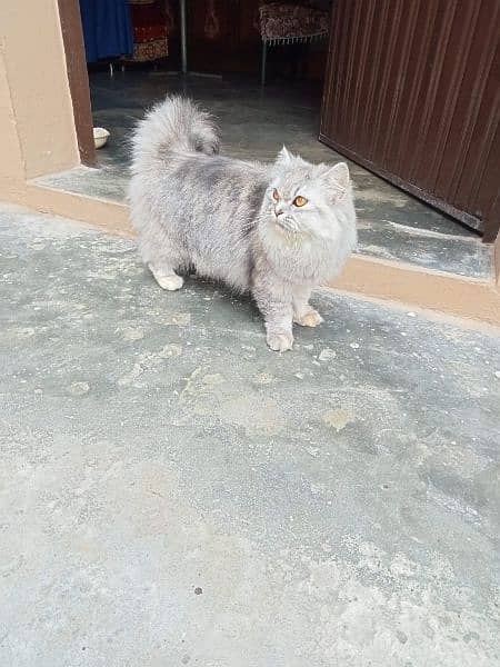 Persian cat female double coated 1