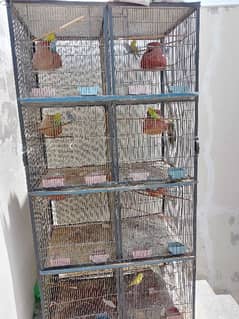 All 8 budgie pairs with cage