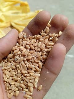 chaki quality wheat