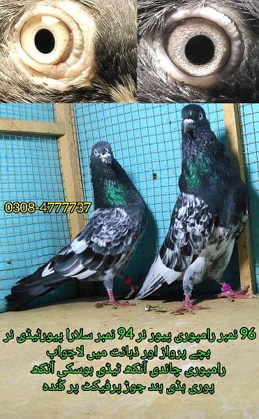 Outclass pigeons kabutar Quality birds Pure Pegions Kabootar Pairs 11