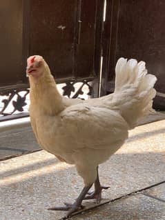 Desi Aseel hens and bantam Rooster for sale