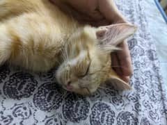 Persian kitten for adoption