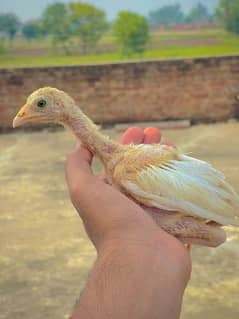 High quality paper white Heera Aseel chicks for sale