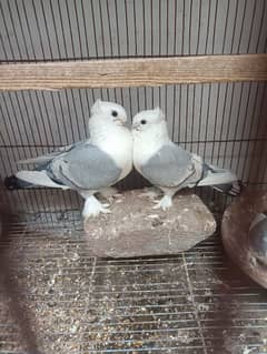 Blue satinette breeder pair for sale