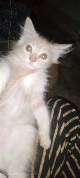 Persian female kitten 4