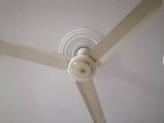 ceiling fan/fan/padestial/air cooler/royal fan/ pak fan/inverter fan