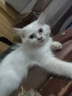 Persian Cat With Blue eyes  Semi Punch Face