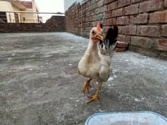 Black tail japanese chicks male (4 - 5 Months old)