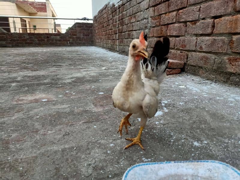 Black tail japanese chicks male (4 - 5 Months old) 0