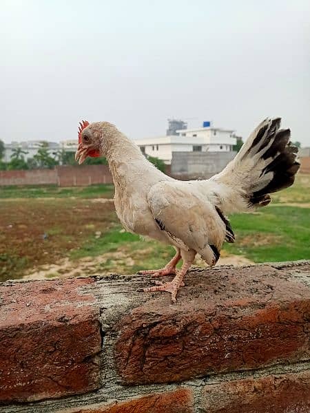 Black tail japanese chicks male (4 - 5 Months old) 2