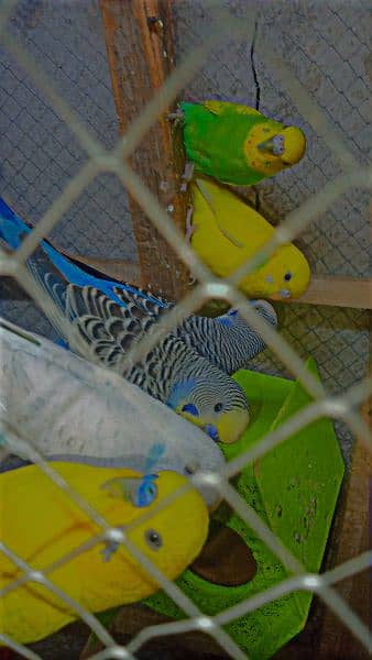 Australian Parrots Breeder Pairs 0