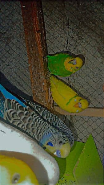 Australian Parrots Breeder Pairs 2