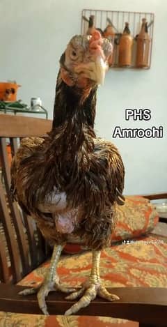 indian Amroohi Parotbeak Hen