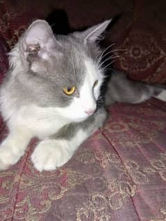 Coated Persian and Russian cats in very low price