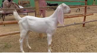 Punjab Bakri