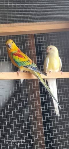 Latino Rump Parrot Breeder Pair
