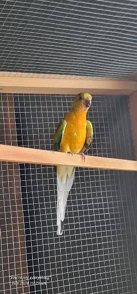 Latino Rump Parrot Breeder Pair 1