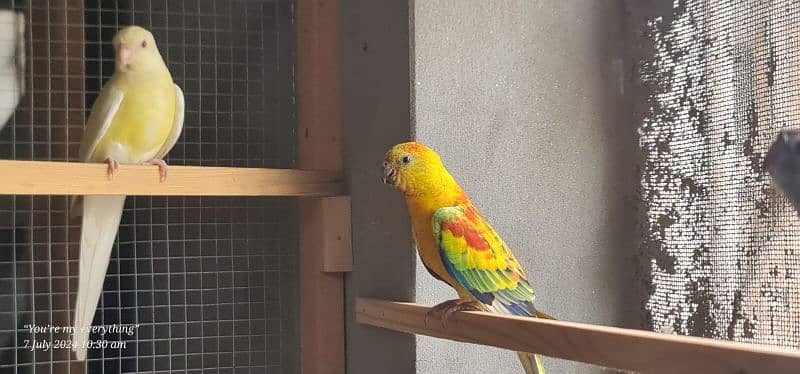 Latino Rump Parrot Breeder Pair 3