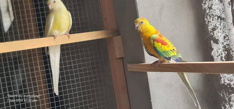 Latino Rump Parrot Breeder Pair 4