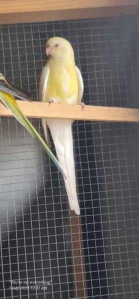 Latino Rump Parrot Breeder Pair 6