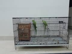 Green Ringneck Parrot Pair with Cage